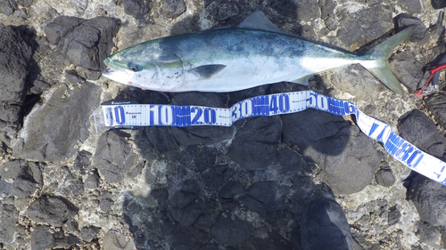 ワラサの釣果