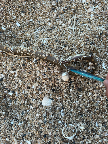 ホタテウミヘビの釣果