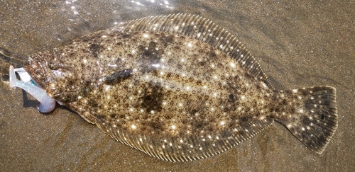 ヒラメの釣果