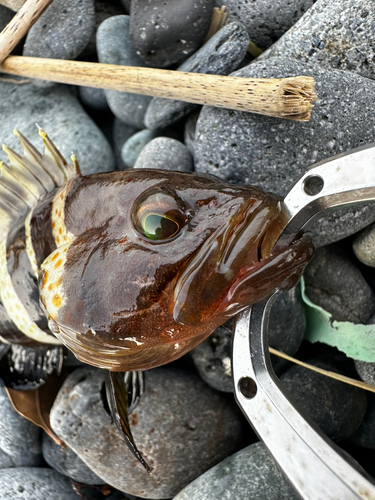 マハタの釣果