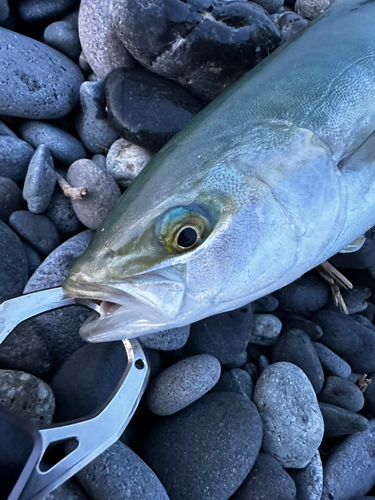 ワカシの釣果