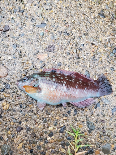 ベラの釣果