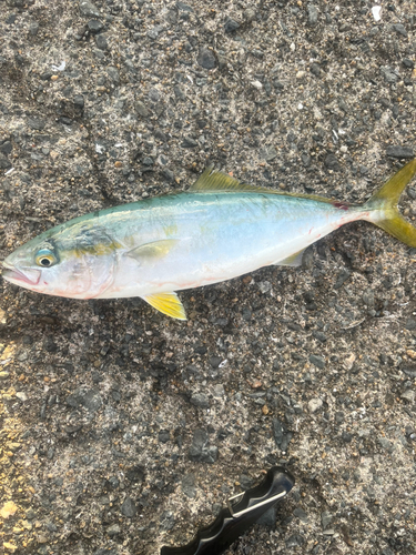 ツバスの釣果