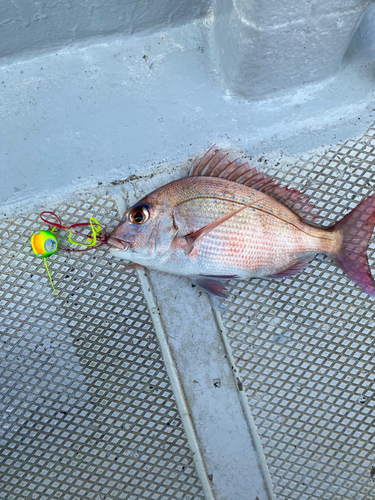 マダイの釣果