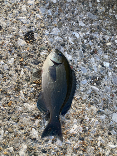 メジナの釣果