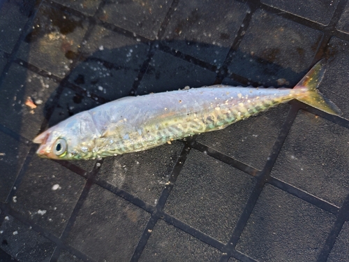 サバの釣果