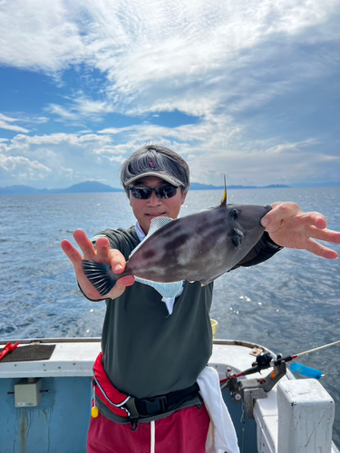 ウマヅラハギの釣果