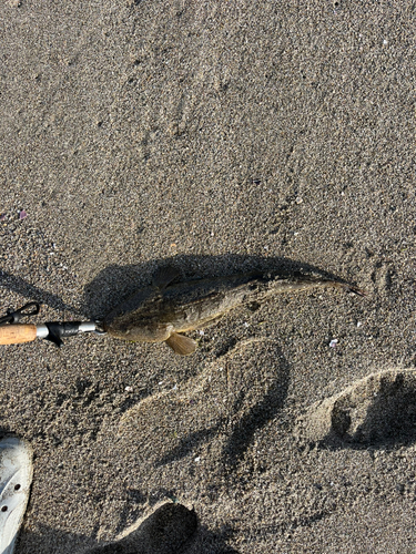 コチの釣果