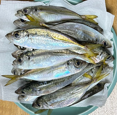 アジの釣果