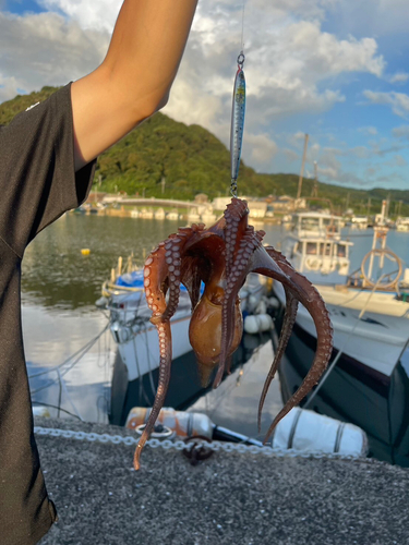 タコの釣果