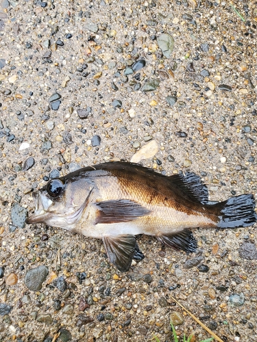 クロメバルの釣果