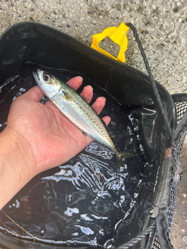 サバの釣果