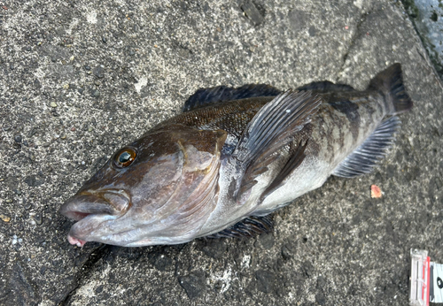 アブラコの釣果