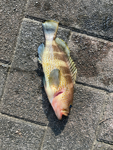 オオモンハタの釣果