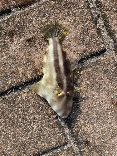 カワハギの釣果