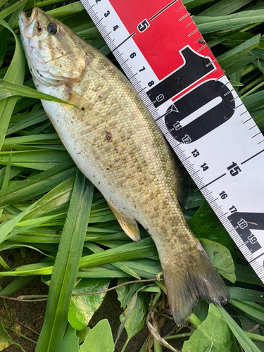 スモールマウスバスの釣果