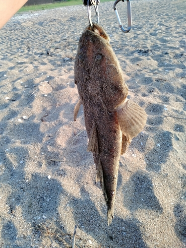 マゴチの釣果