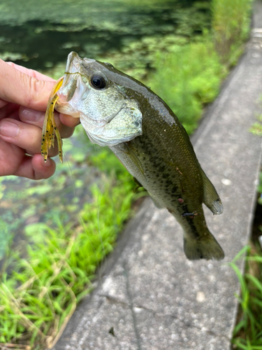 ブラックバスの釣果