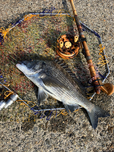 クロダイの釣果