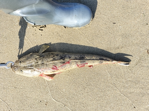 マゴチの釣果