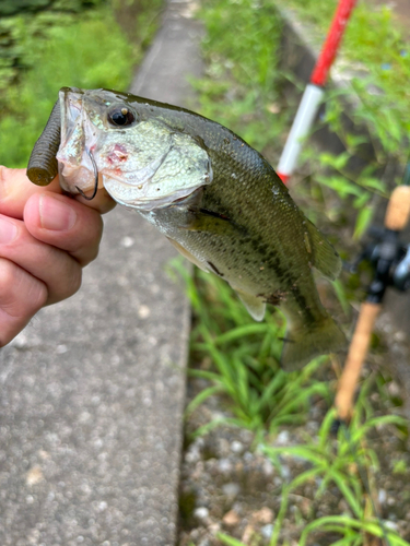 ブラックバスの釣果