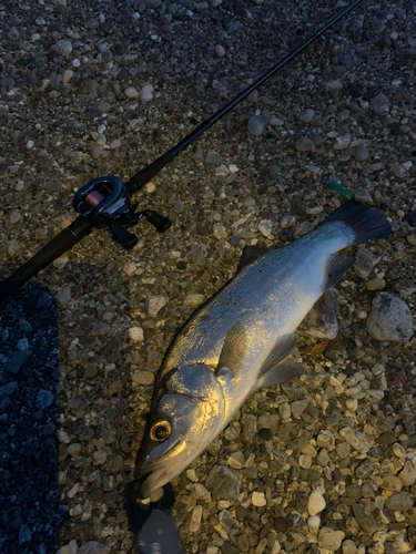 ヒラスズキの釣果