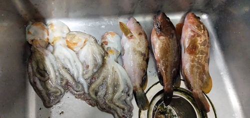 アコウの釣果