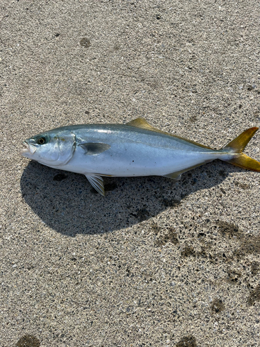 ワカシの釣果