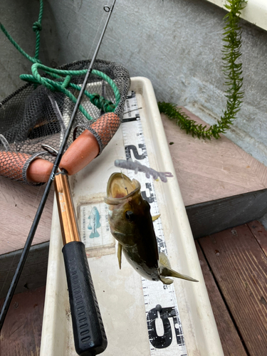 ブラックバスの釣果