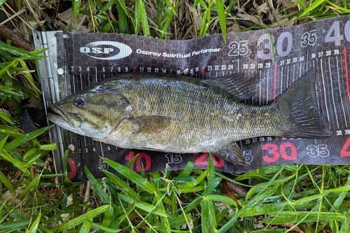 スモールマウスバスの釣果