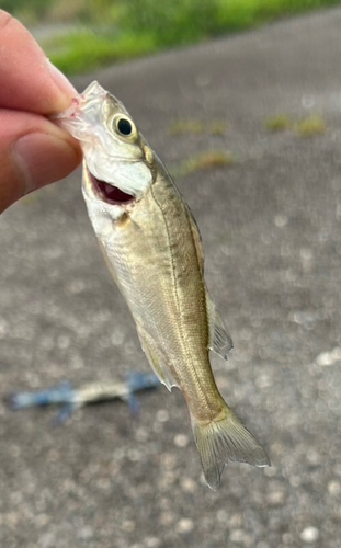 セイゴ（マルスズキ）の釣果