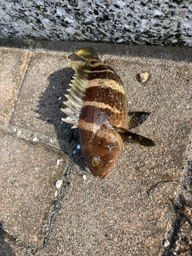 オオモンハタの釣果