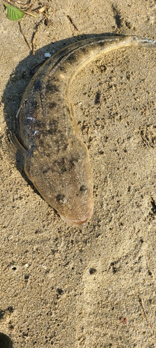 マゴチの釣果