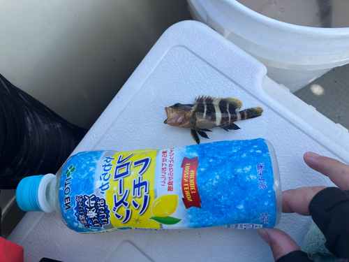 アオナの釣果