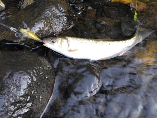 エゾウグイの釣果