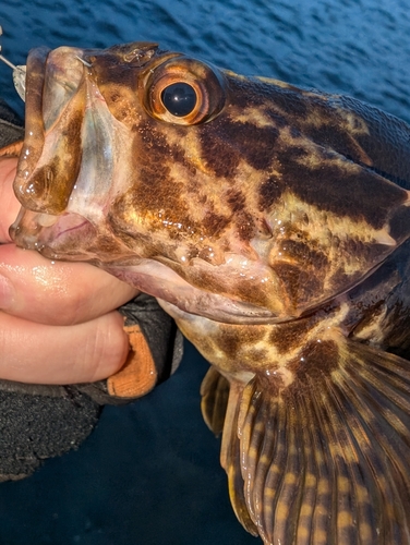 タケノコメバルの釣果