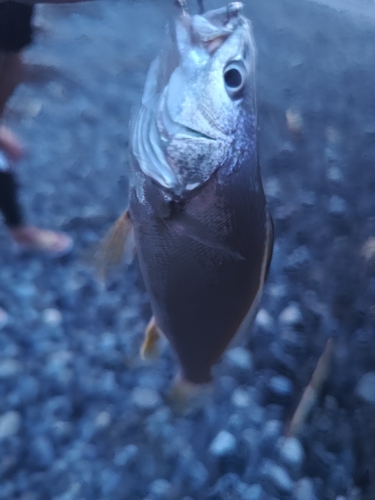 ニベの釣果