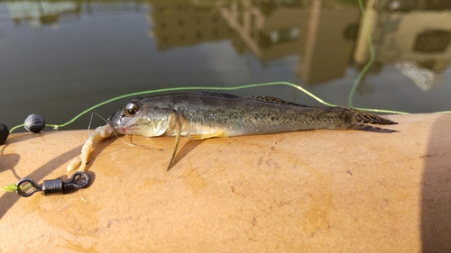 マハゼの釣果