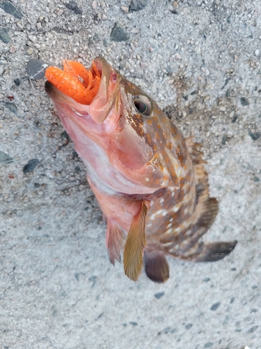 キジハタの釣果