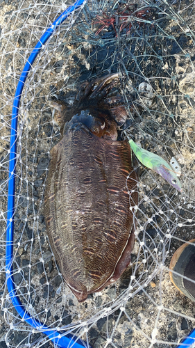 モンゴウイカの釣果