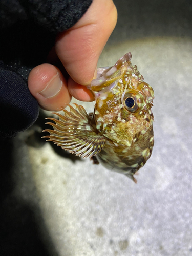 カサゴの釣果