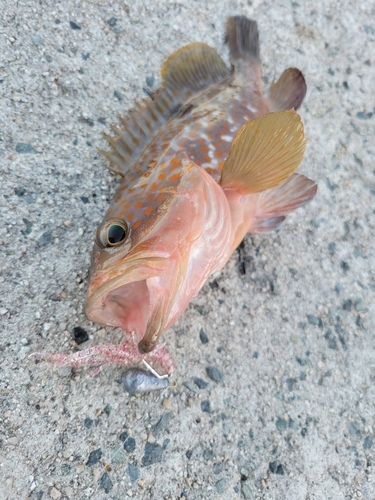 キジハタの釣果