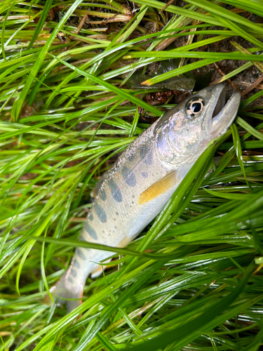 アマゴの釣果