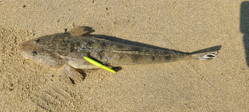 マゴチの釣果