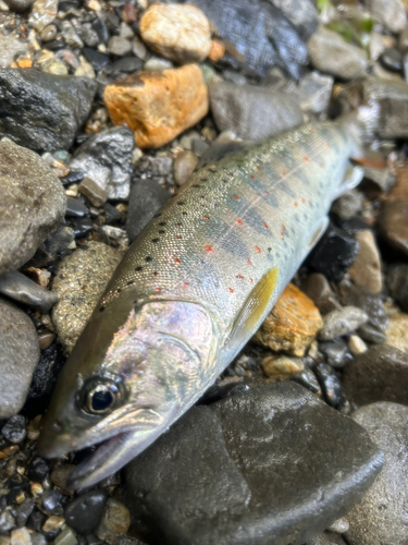 アマゴの釣果