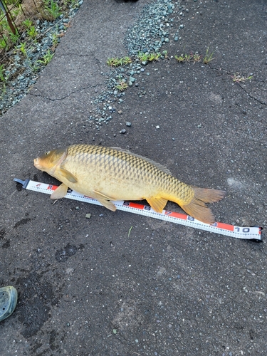 コイの釣果