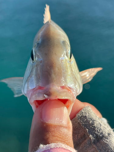 マトフエフキの釣果