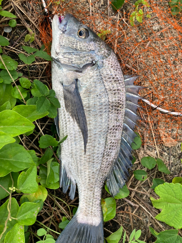 クロダイの釣果