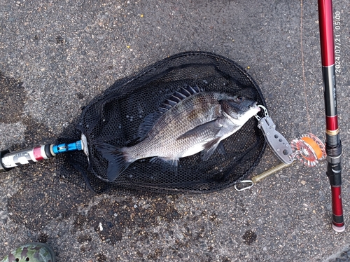 クロダイの釣果