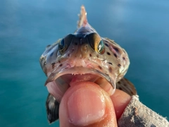 ヒレグロハタの釣果